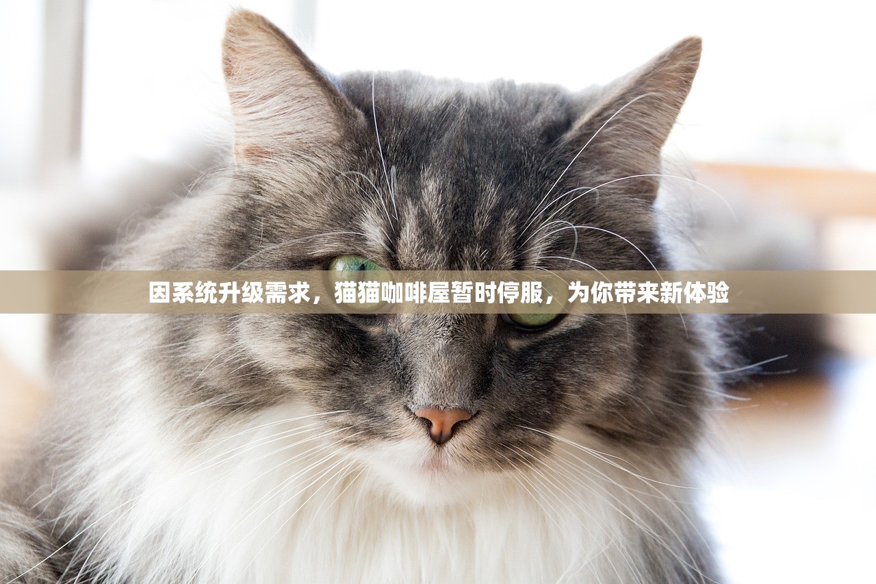 因系统升级需求，猫猫咖啡屋暂时停服，为你带来新体验